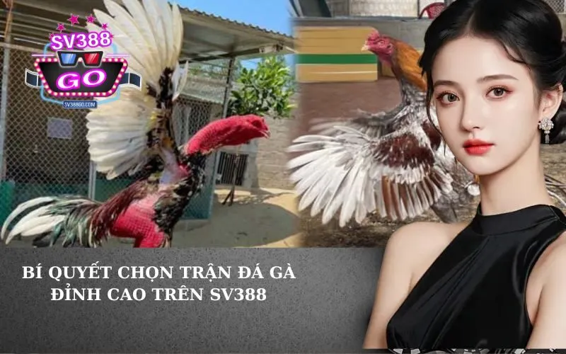 Bí Quyết Chọn Trận Đá Gà Đỉnh Cao Trên SV388