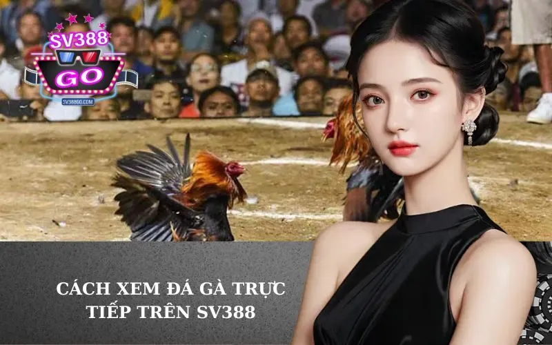 Cách Xem Đá Gà Trực Tiếp Trên SV388