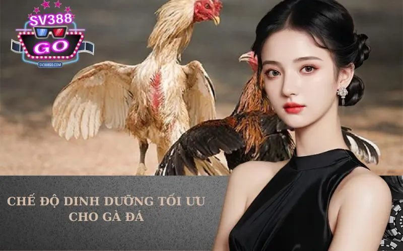 Chế Độ Dinh Dưỡng Tối Ưu Cho Gà Đá