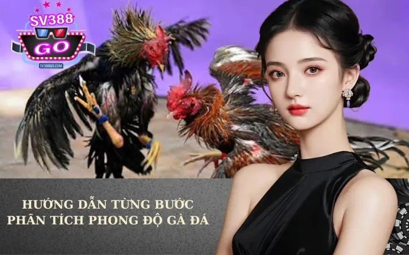 Hướng dẫn từng bước phân tích phong độ gà đá