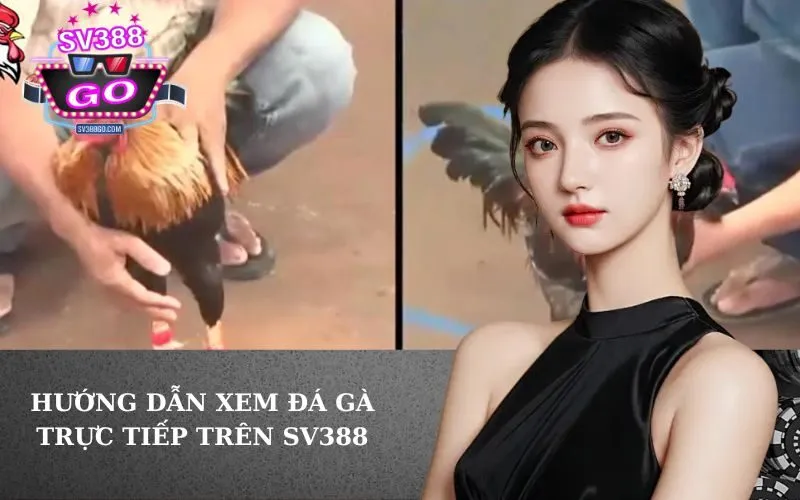 Hướng dẫn xem đá gà trực tiếp trên SV388