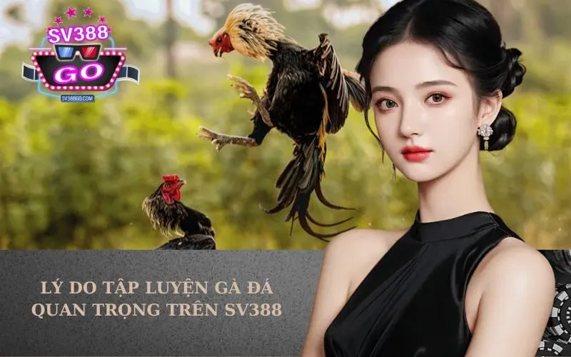Lý Do Tập Luyện Gà Đá Quan Trọng Trên SV388