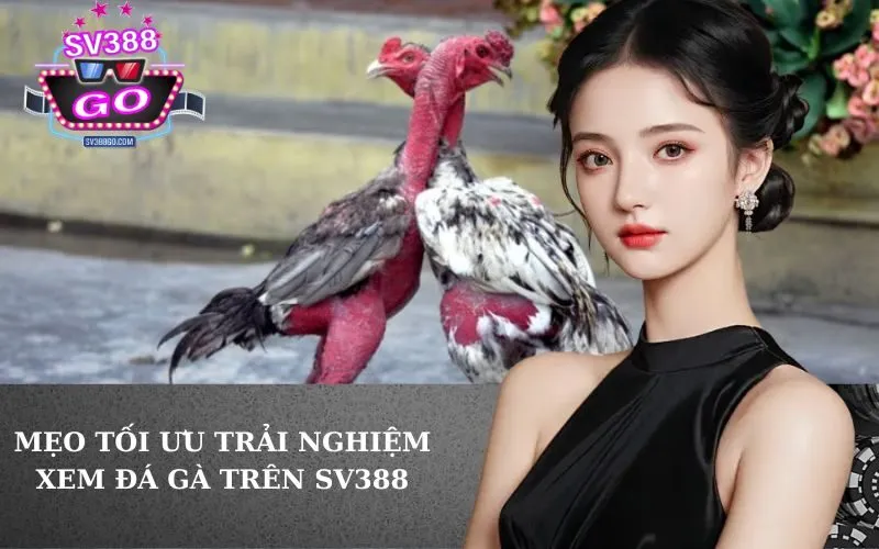 Mẹo tối ưu trải nghiệm xem đá gà trên SV388