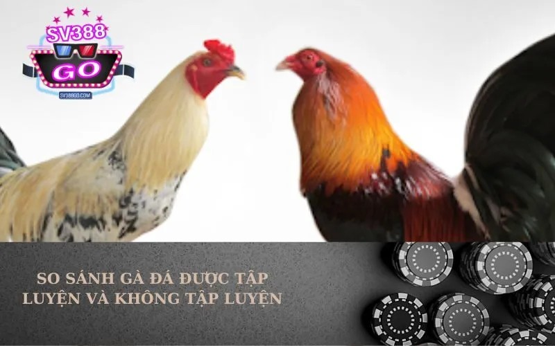 So Sánh Gà Đá Được Tập Luyện Và Không Tập Luyện