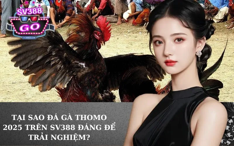 Tại sao Đá Gà Thomo 2025 trên SV388 đáng để trải nghiệm