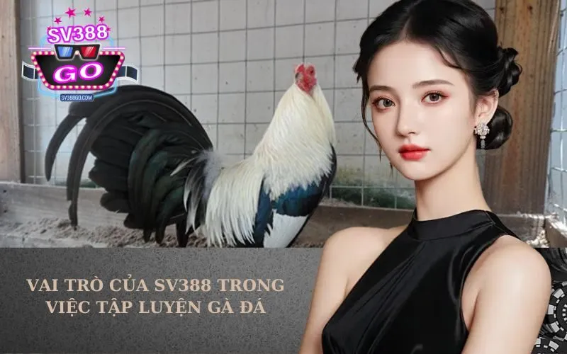 Vai Trò Của SV388 Trong Việc Tập Luyện Gà Đá